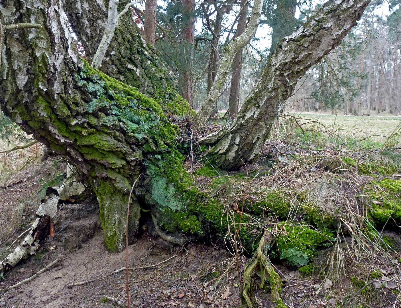 Baum und Moos