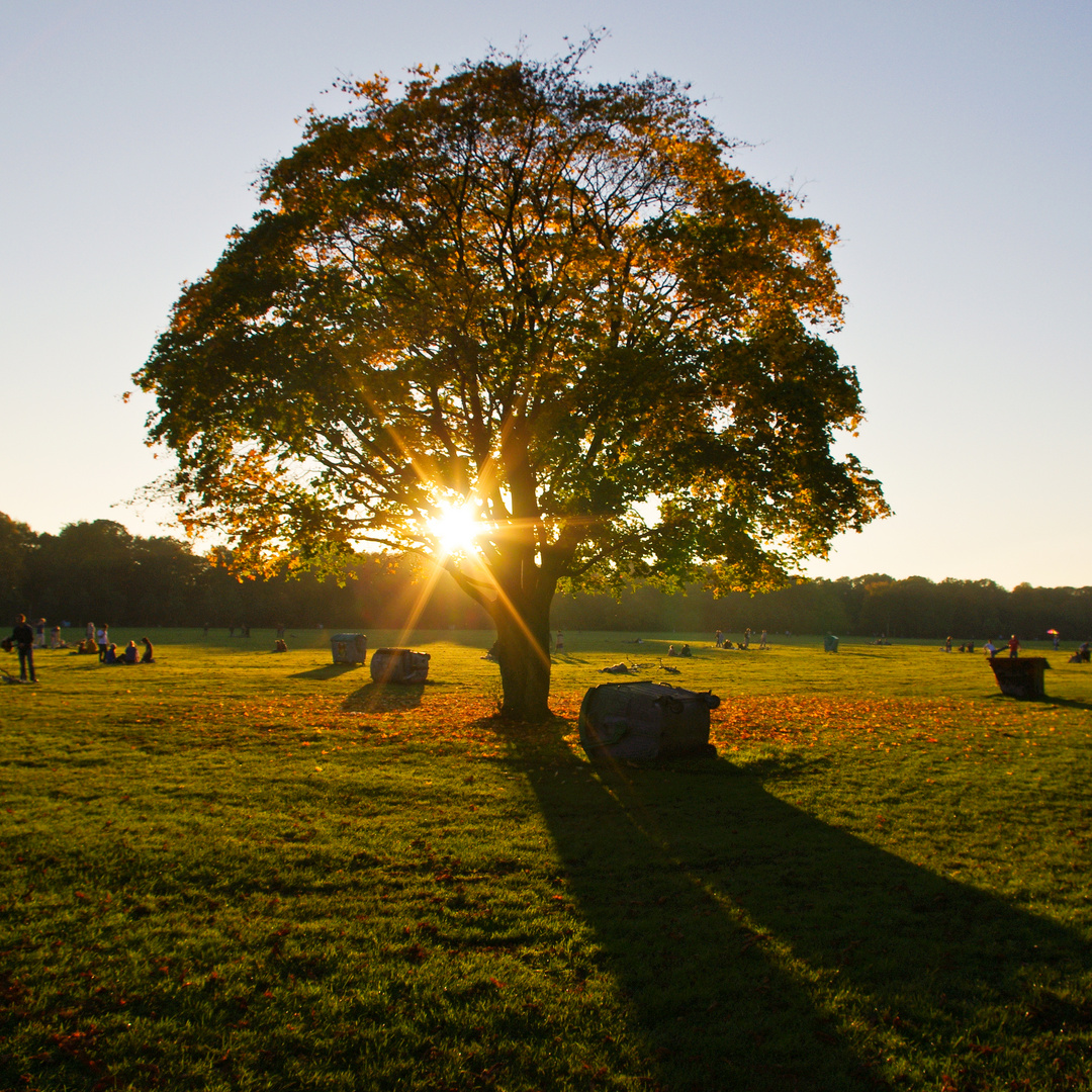 Baum und Müllcontainer