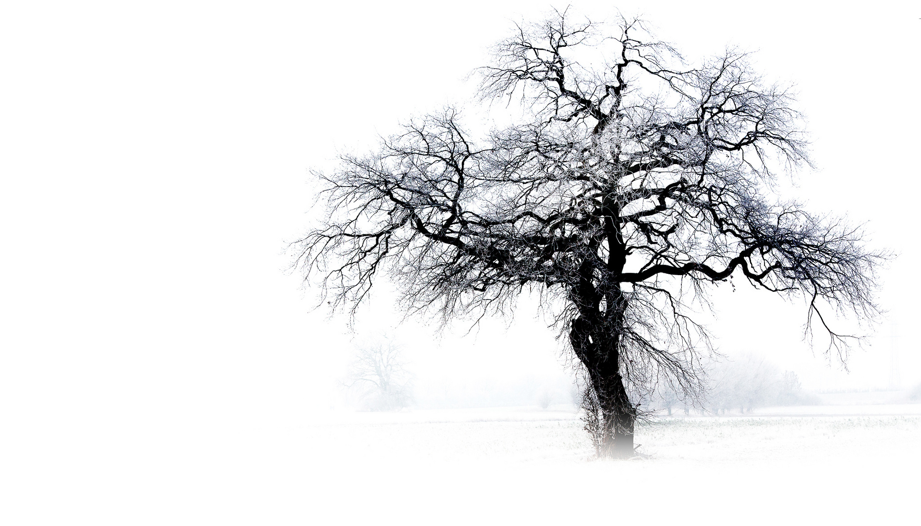 Baum und Nebel