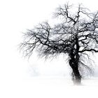 Baum und Nebel