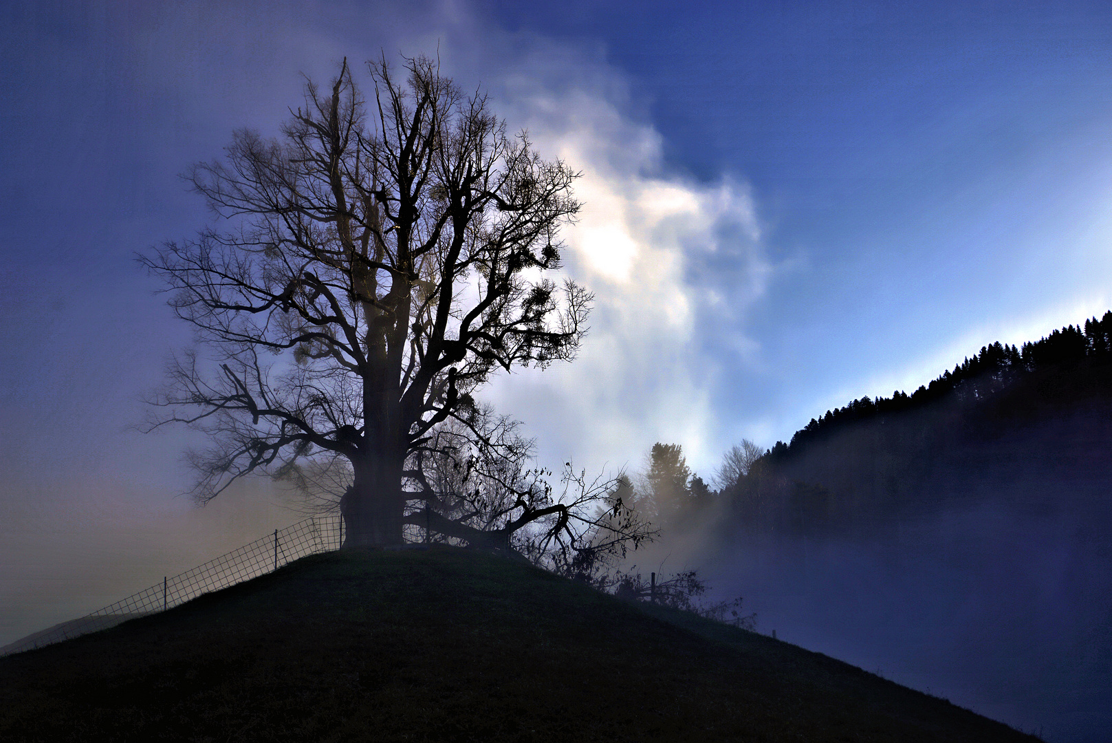 Baum und Nebel