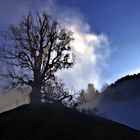 Baum und Nebel