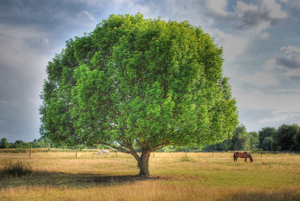 Baum und Pferd