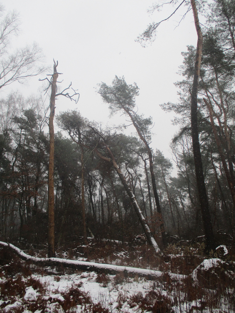 Baum und quer