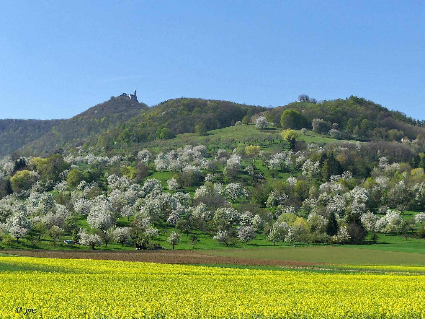 Baum- und Rapsblüte 