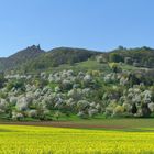 Baum- und Rapsblüte 