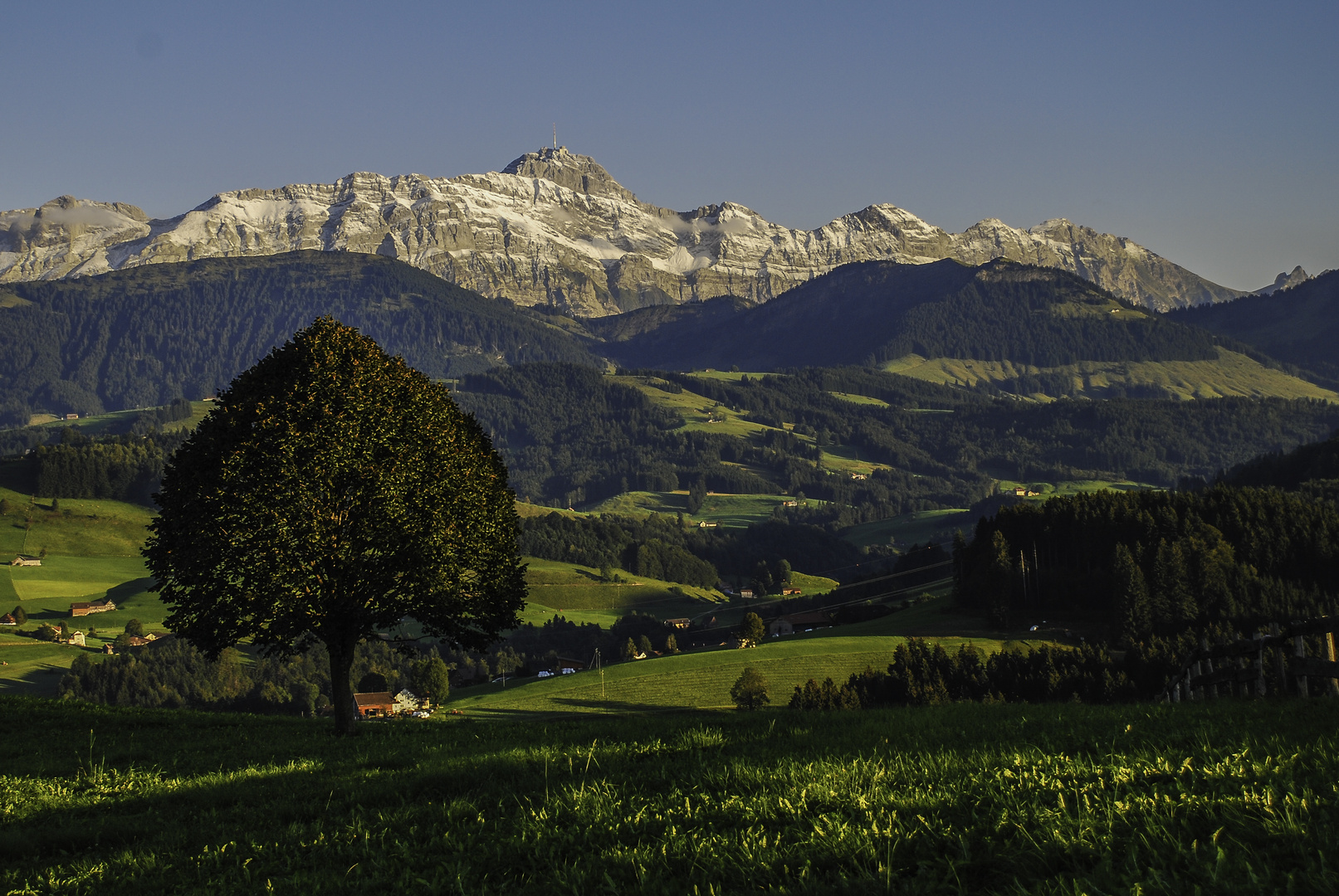 Baum und Säntis