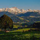 Baum und Säntis