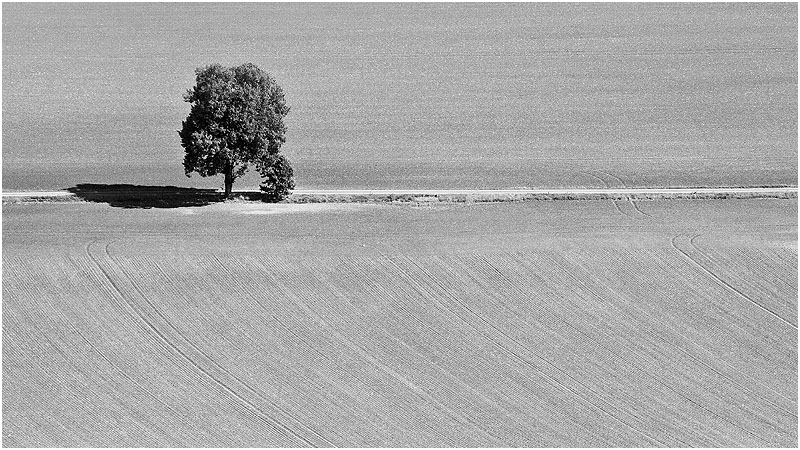 Baum und Schatten