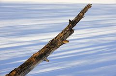 Baum und See im Winter