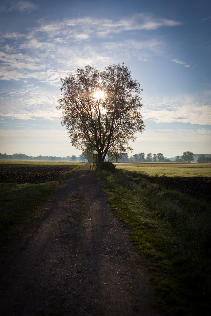 Baum und Sonne 1