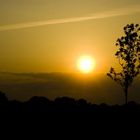 Baum und Sonne