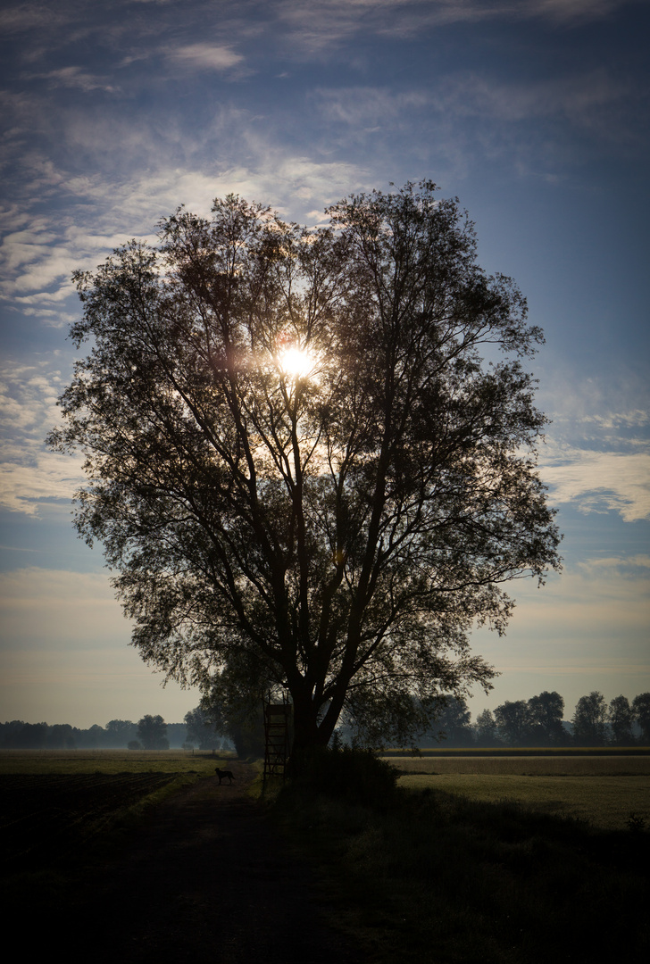 Baum und Sonne 2