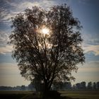 Baum und Sonne 2