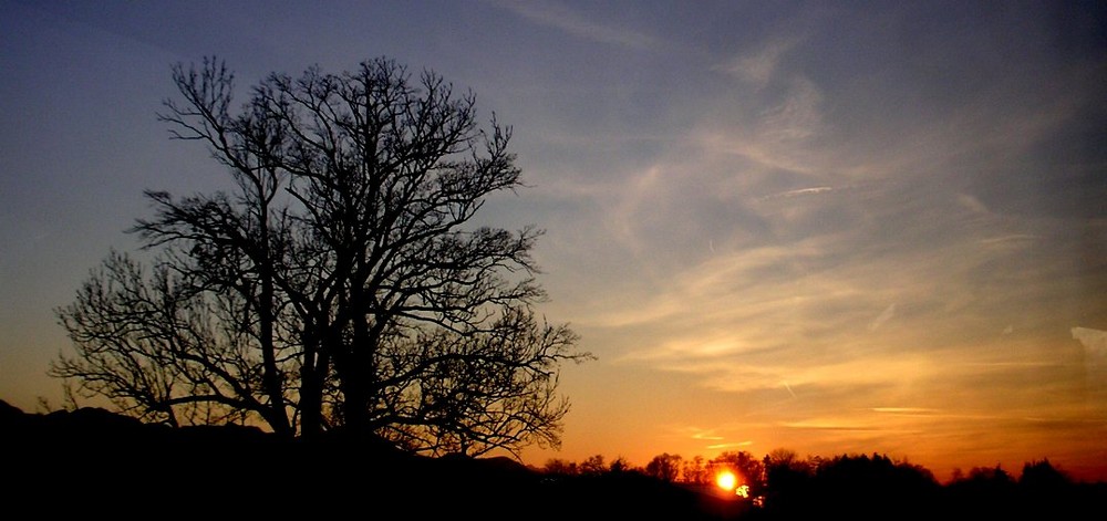 Baum und Sonne