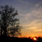 Baum und Sonne