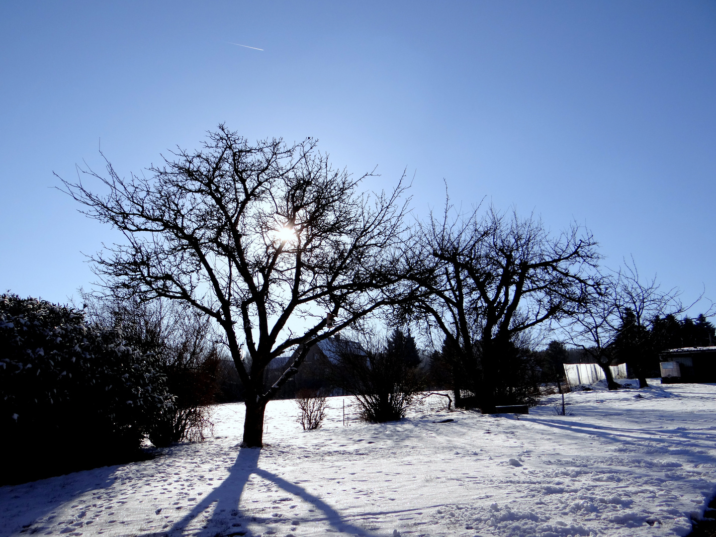 Baum und Sonne