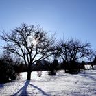 Baum und Sonne