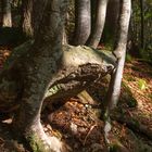 Baum und Stein 1