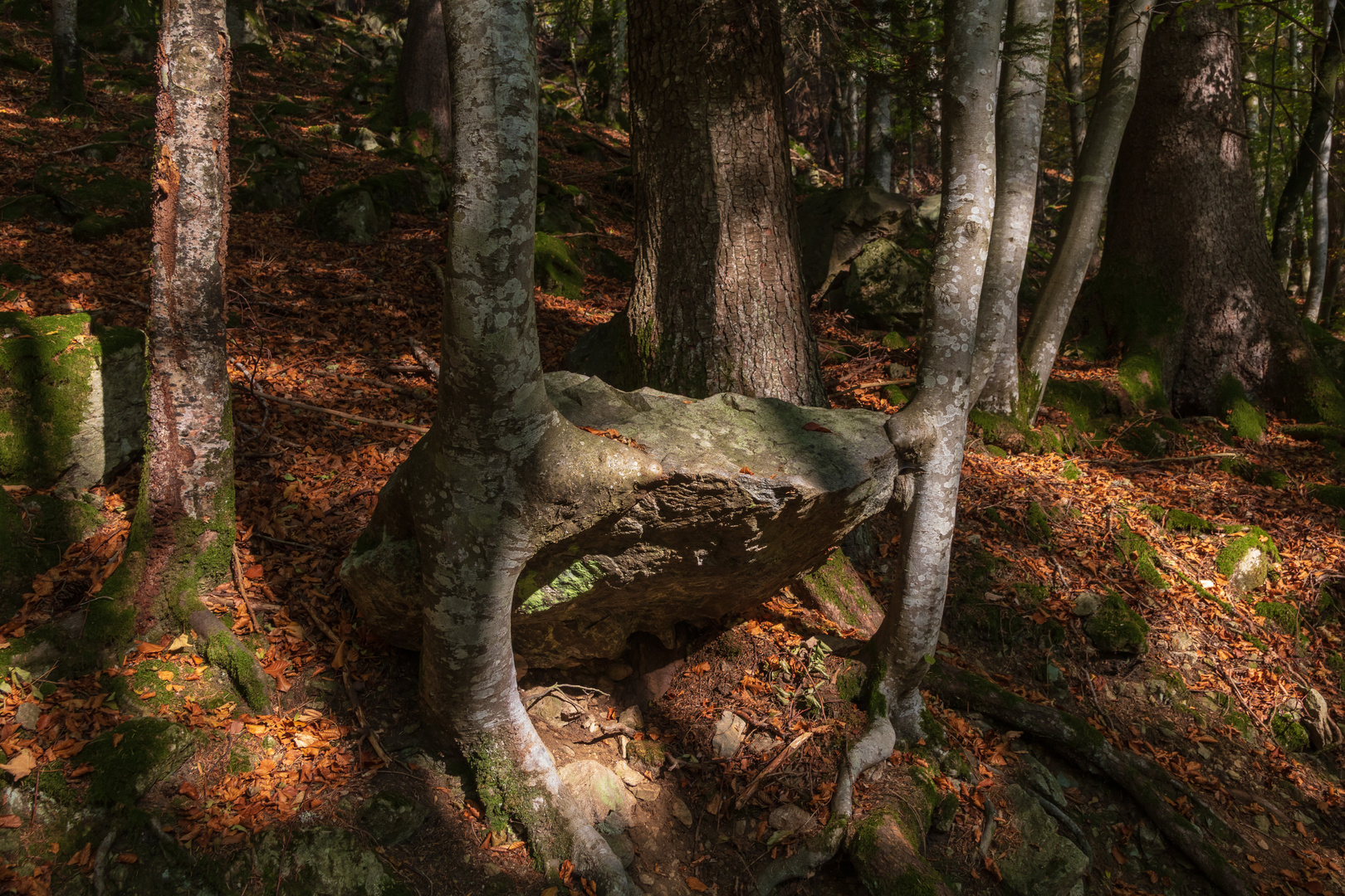 Baum und Stein 2