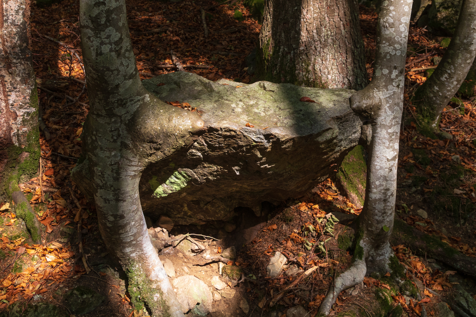 Baum und Stein 3