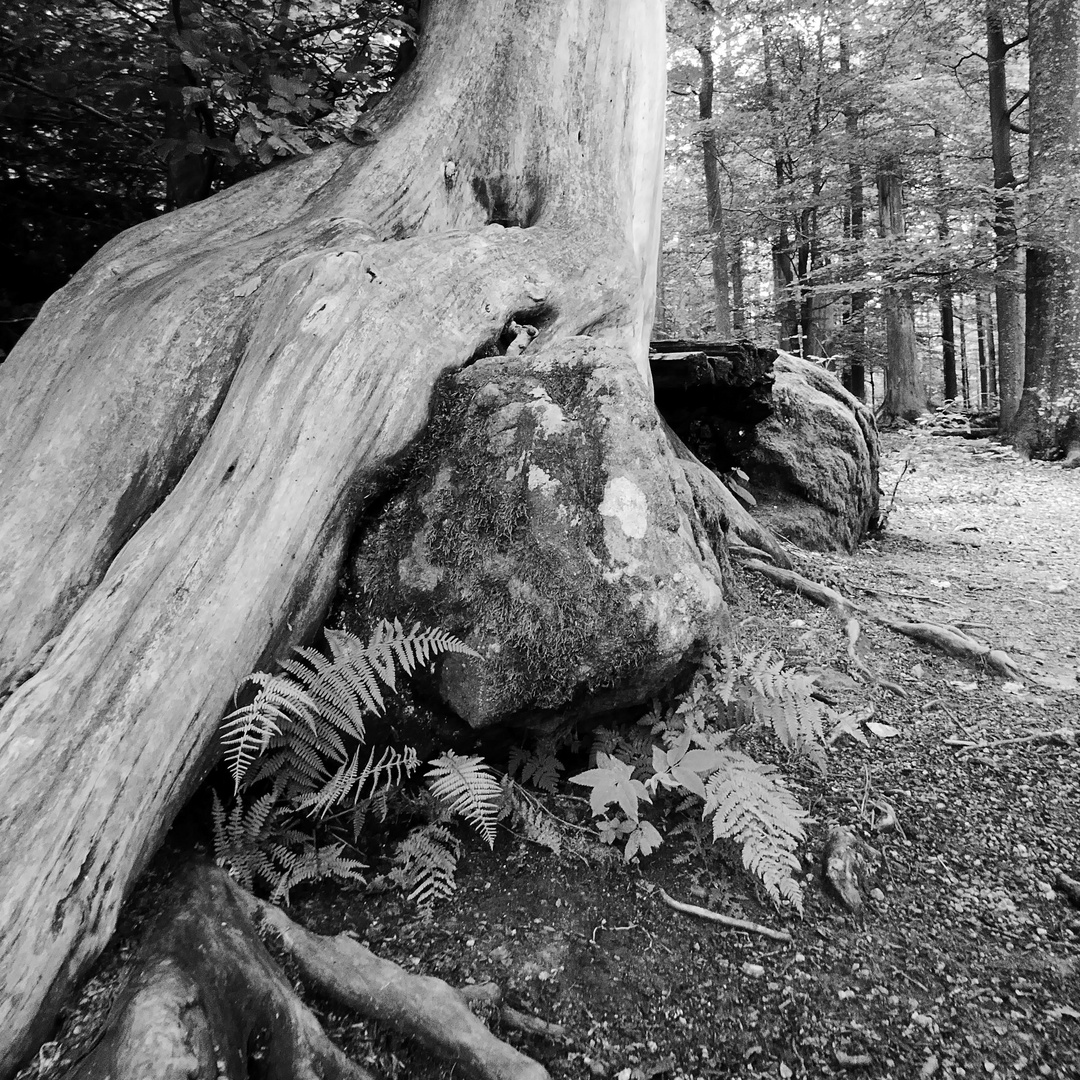 Baum und Stein