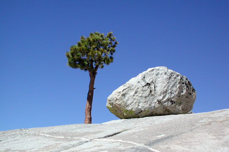 Baum und Stein