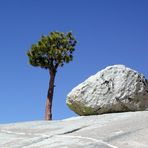 Baum und Stein