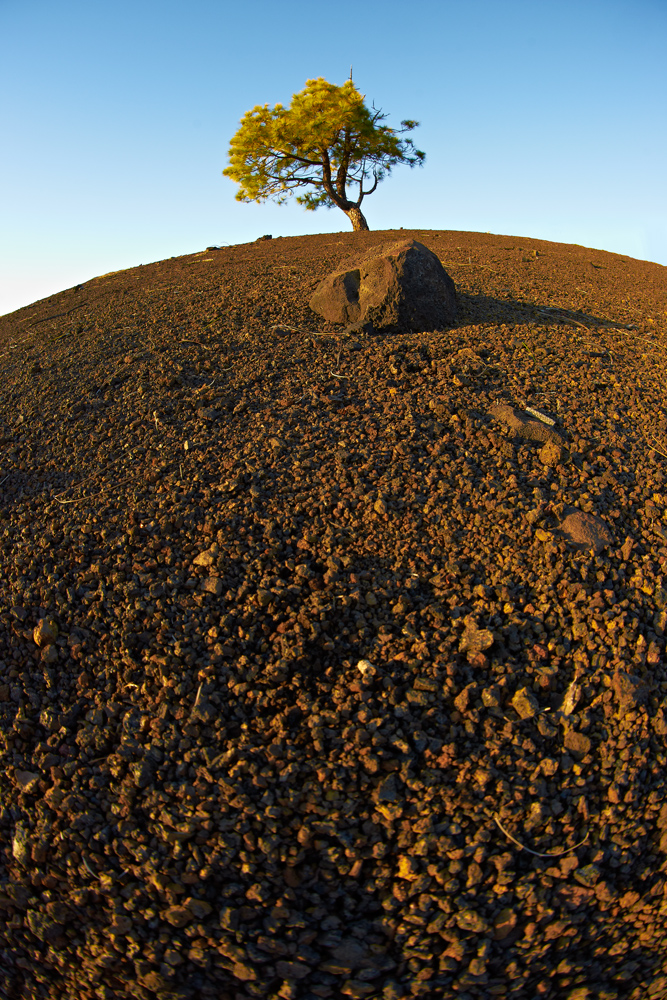 Baum und Stein ------- oder ------- Stein und Baum