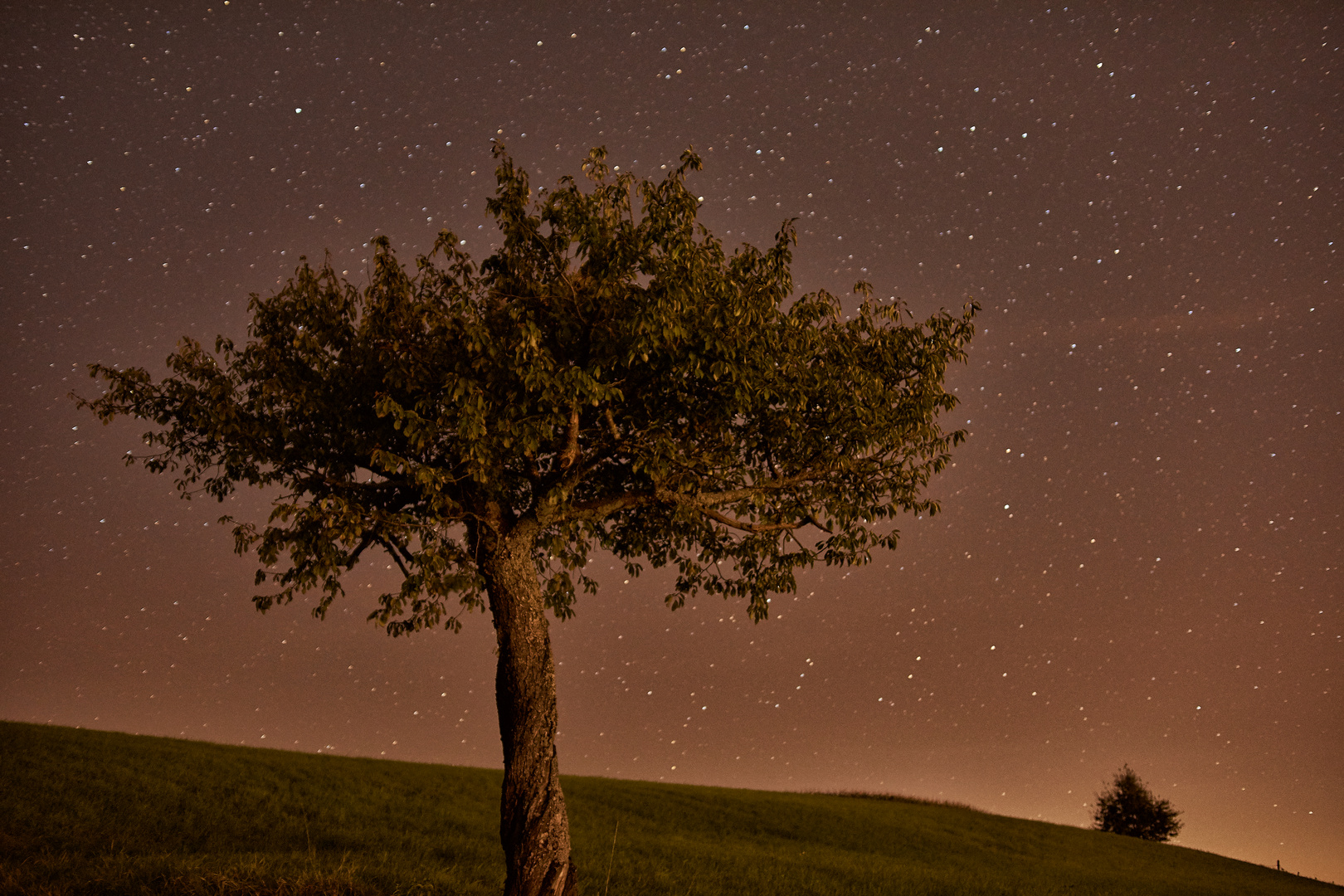 Baum und Sterne