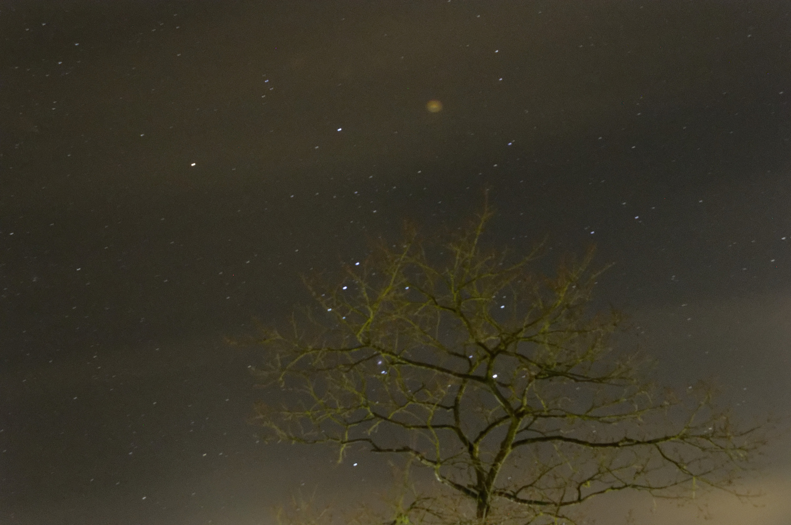 Baum und Sterne