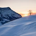 Baum und Stockberg