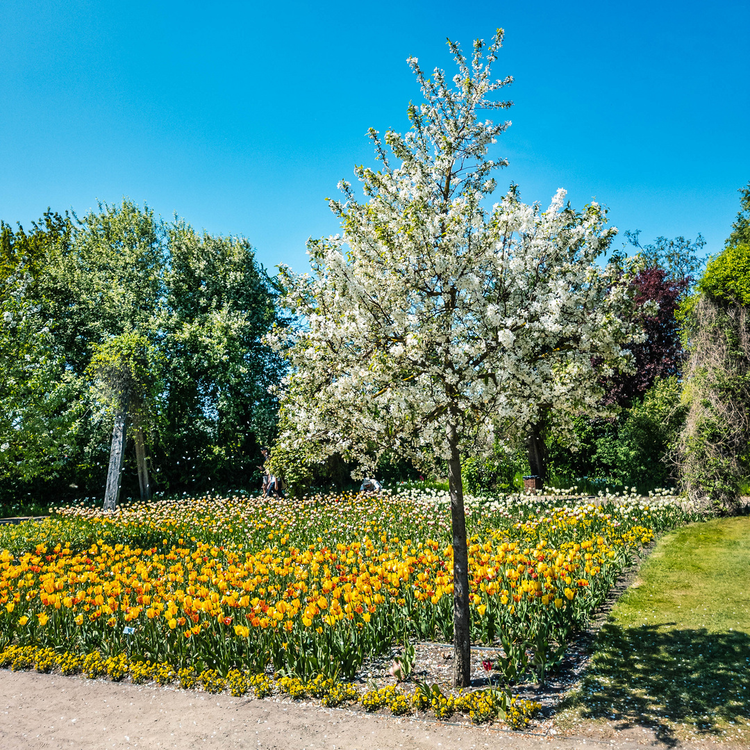 Baum und Tulpenblüte im Britzer Garten zu Berlin Foto & Bild