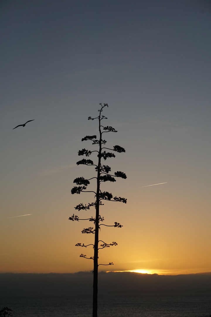 Baum und Vogel bei Sonnenuntergang 