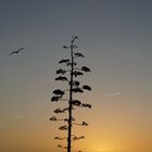 Baum und Vogel bei Sonnenuntergang 