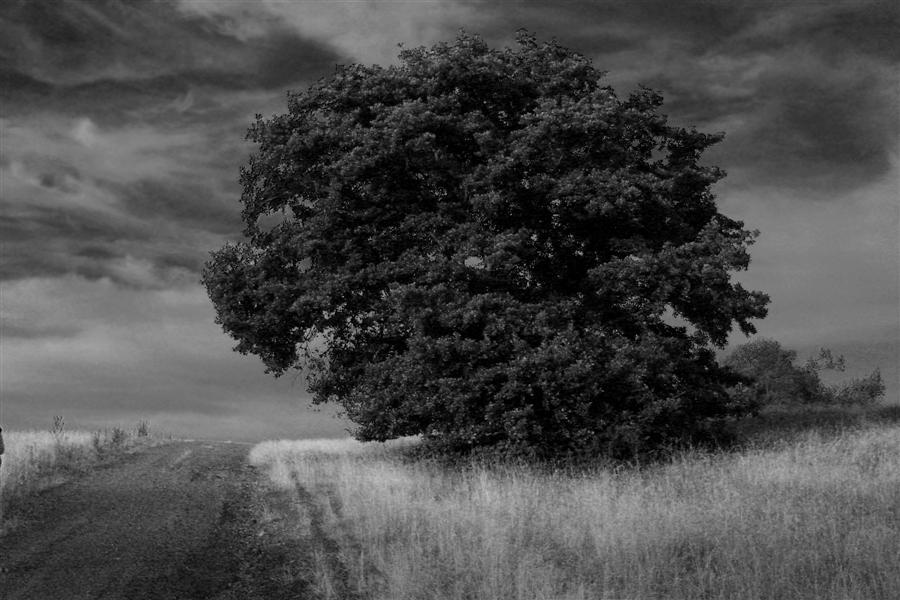 Baum und Weg in SW von Uli Eckstein