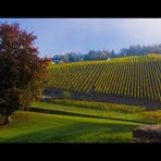 Baum und Weinberg im Sonnenlicht