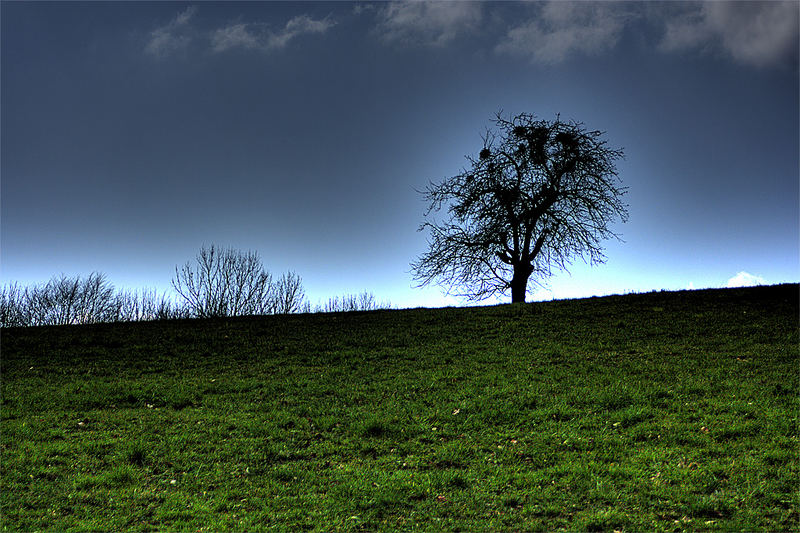 Baum und Wiese