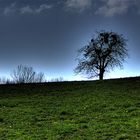 Baum und Wiese