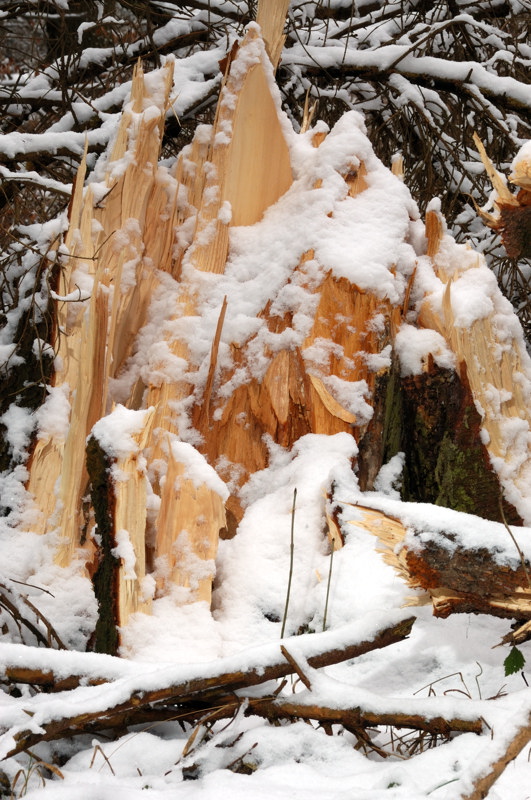 Baum und Winter