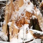 Baum und Winter