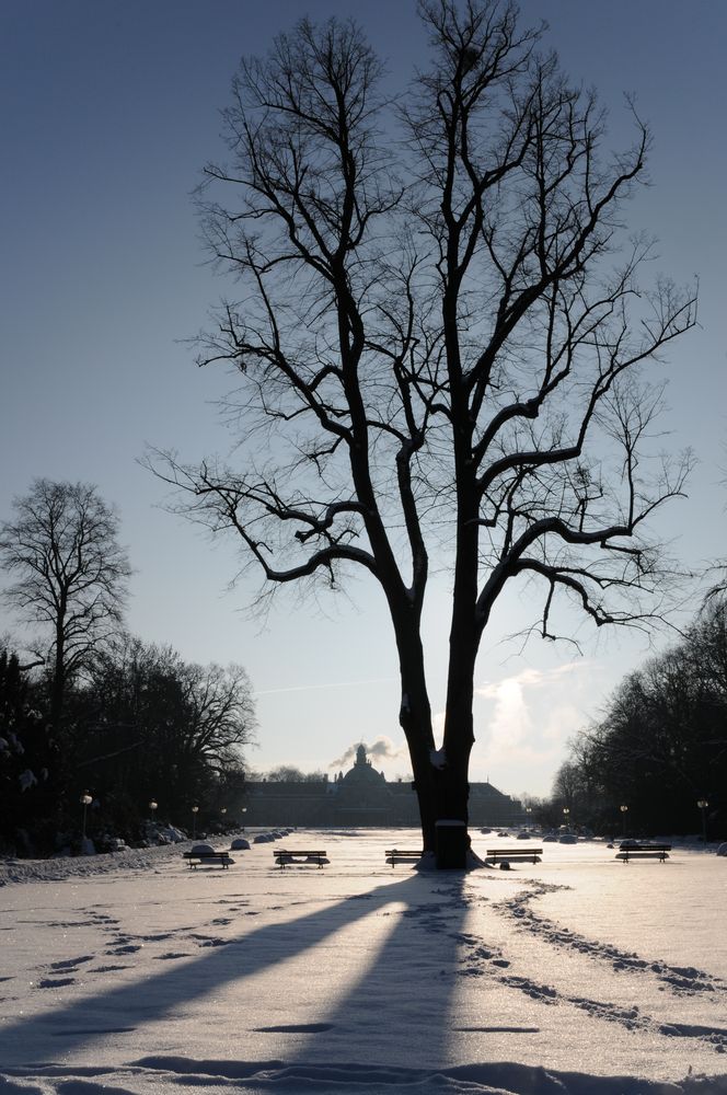 Baum und Wintersonne