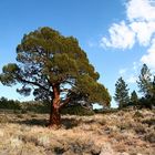 Baum und Wolke