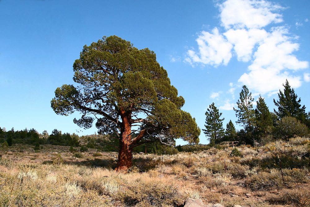 Baum und Wolke