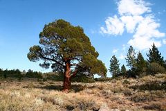 Baum und Wolke