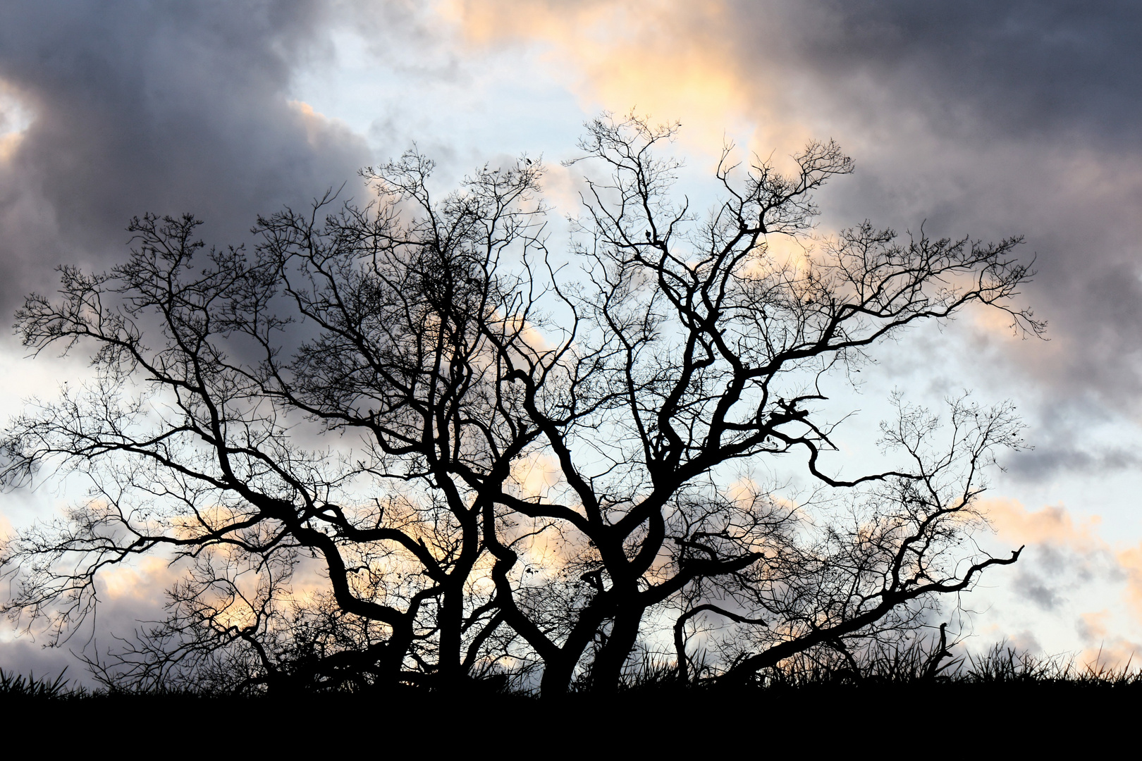 baum und wolken