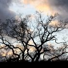 baum und wolken