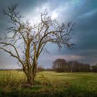 Baum und Wolken