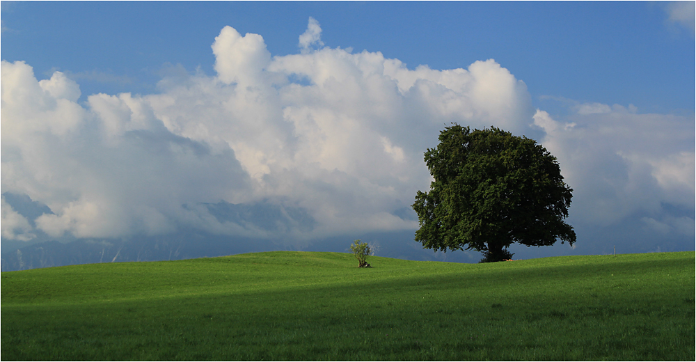 Baum und Wolken ...