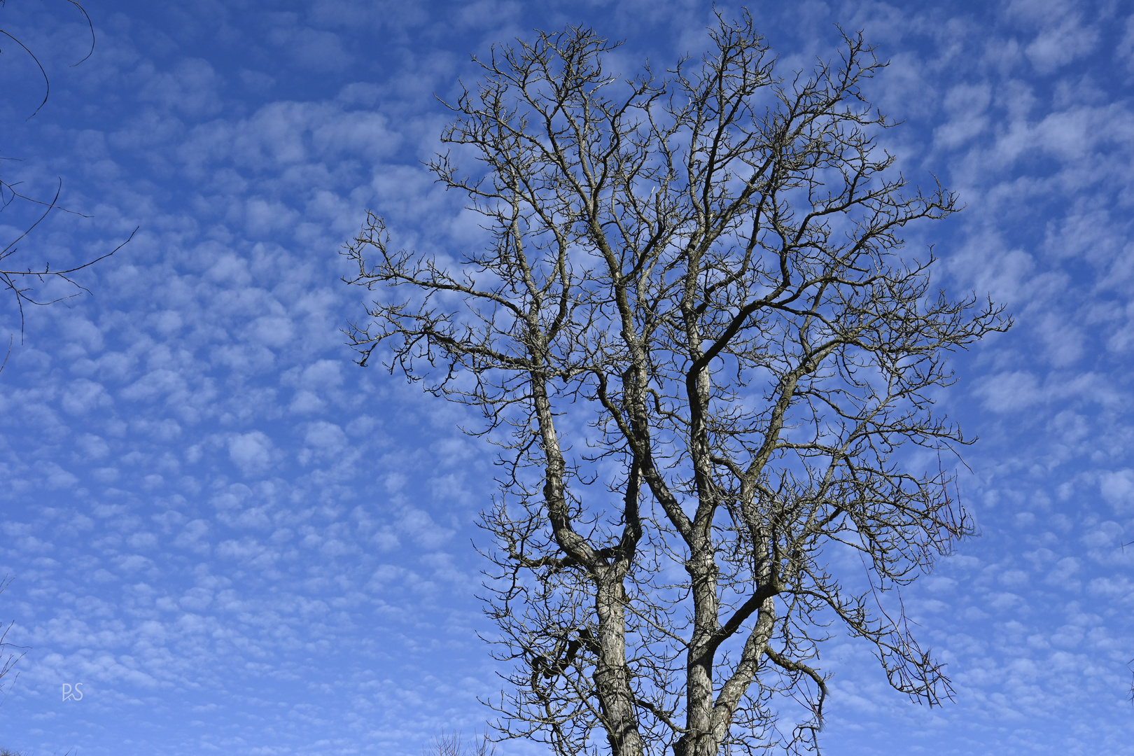 Baum und Wolken